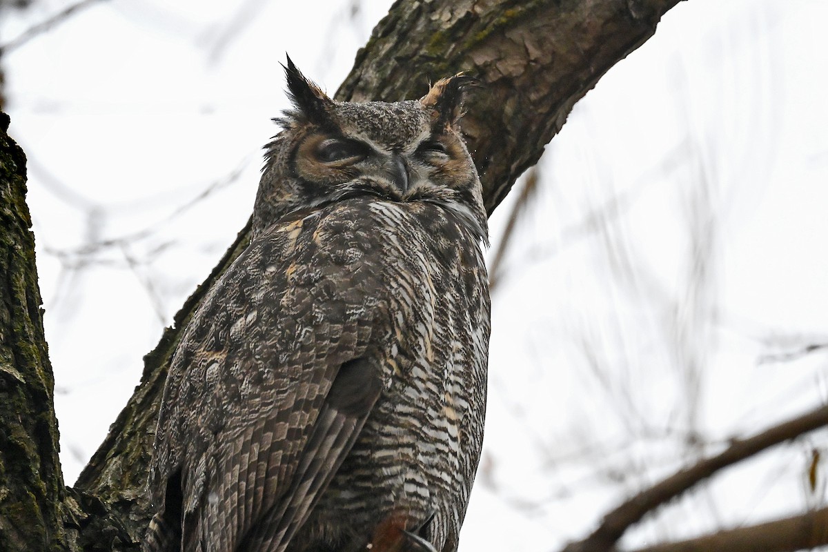 Great Horned Owl - ML645998887