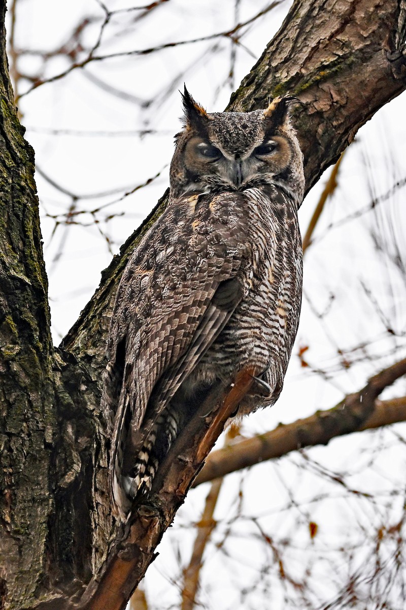 Great Horned Owl - ML645998888