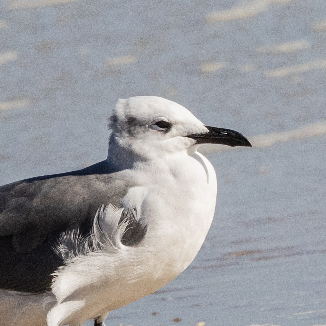 Ацтекская чайка - ML645998892