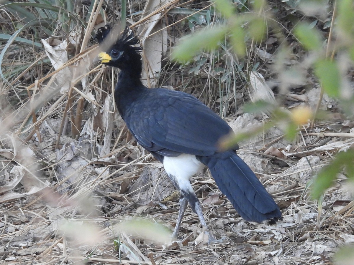 Bare-faced Curassow - ML645998896