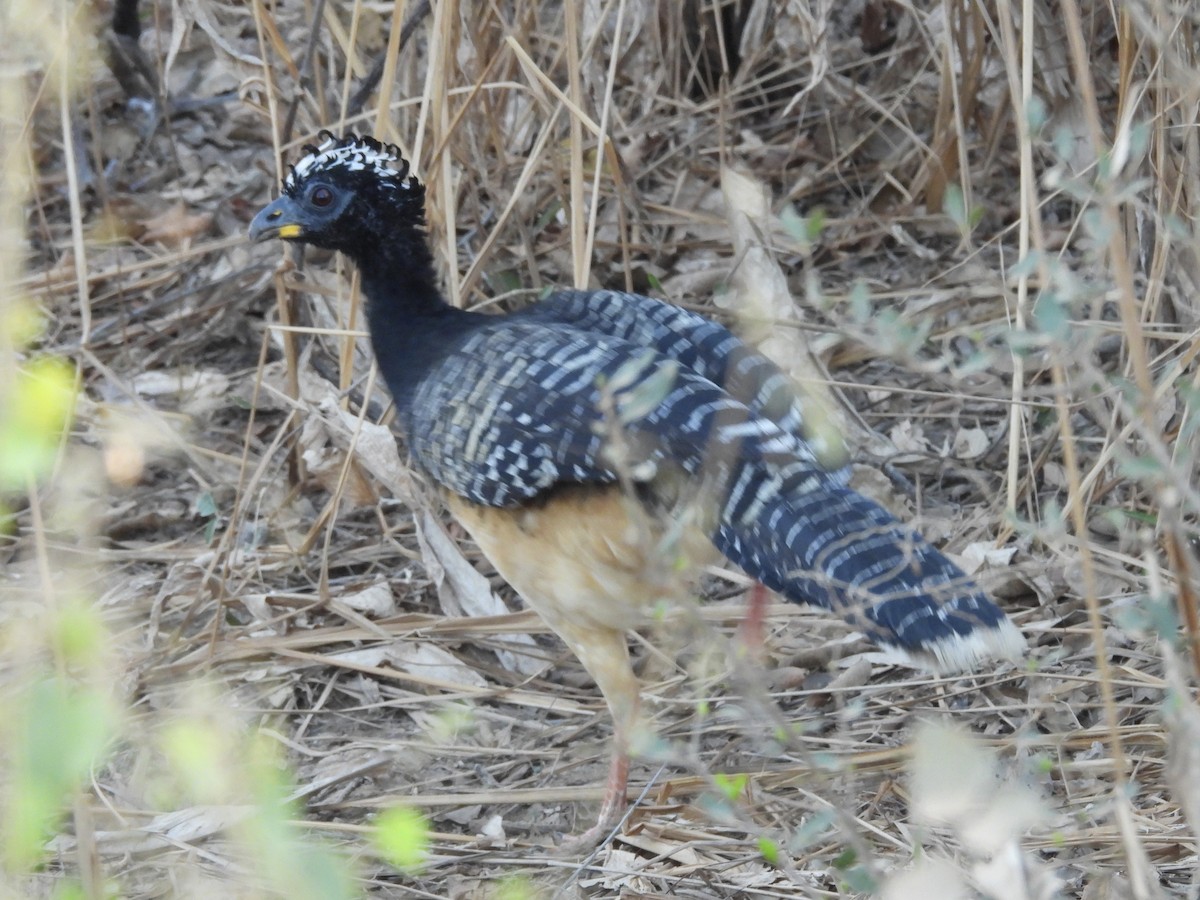 Bare-faced Curassow - ML645998898