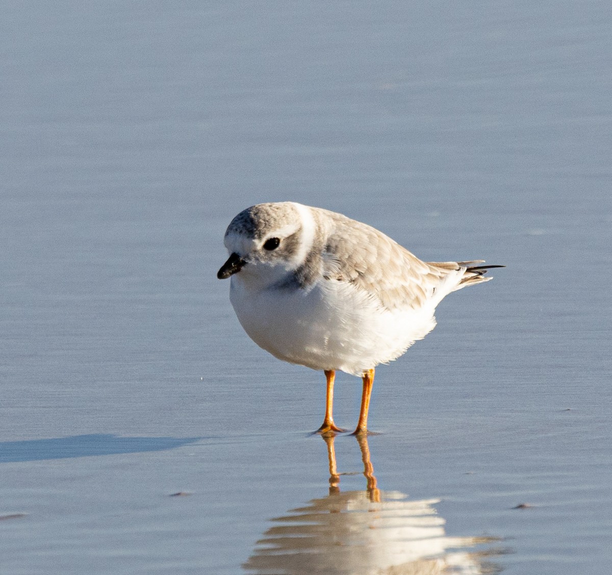 Piping Plover - ML645998905