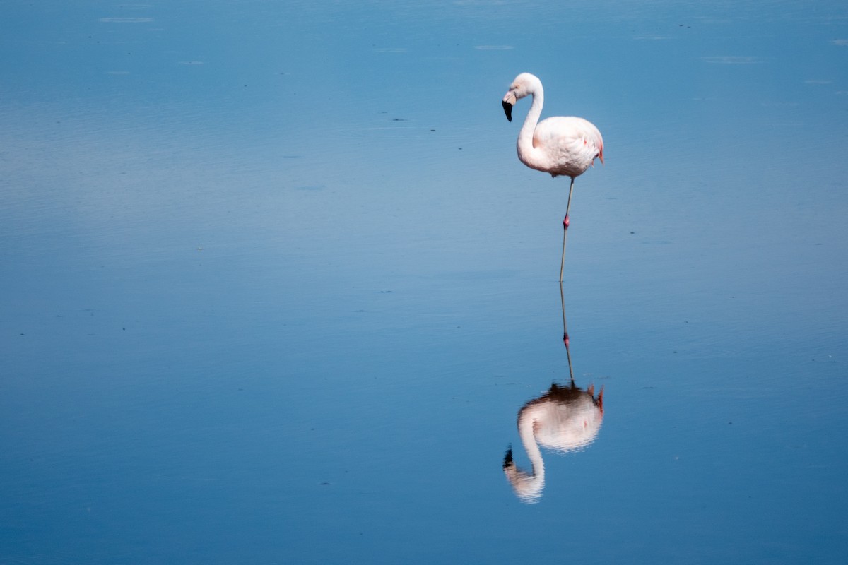 plameňák chilský - ML645998922