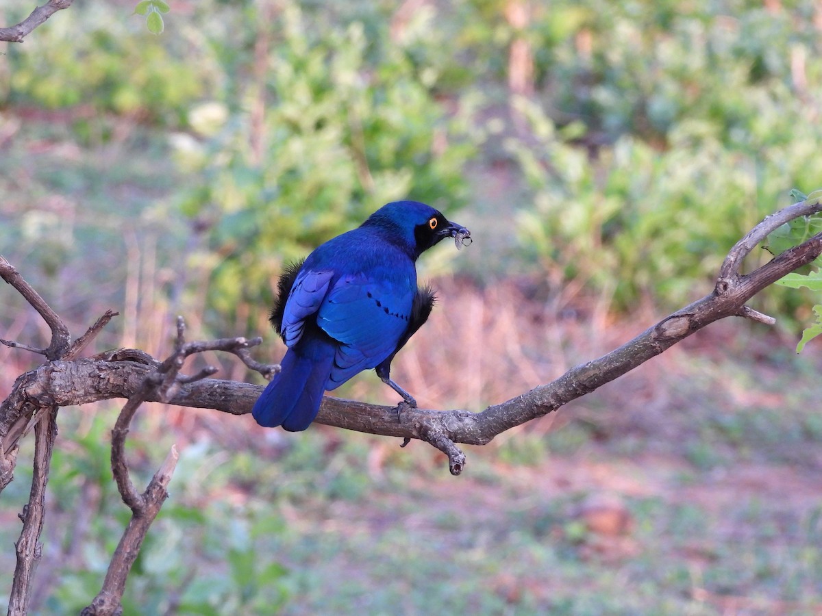 Greater Blue-eared Starling - ML645998923