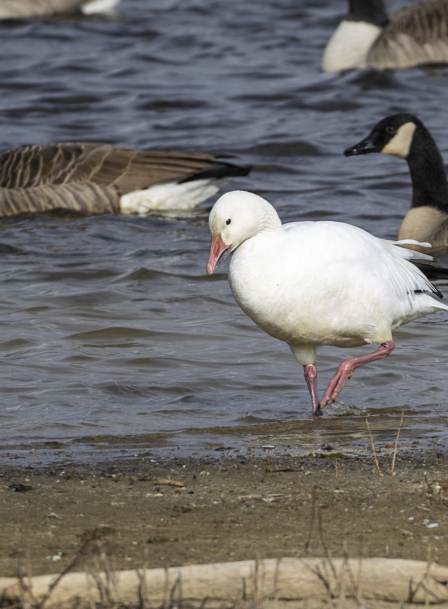 Snow Goose - ML645998931