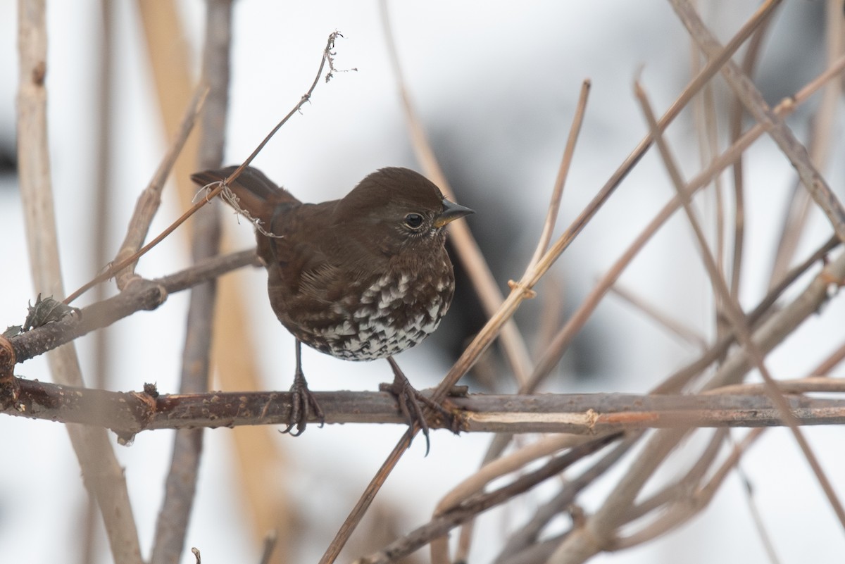 Fox Sparrow (Sooty) - ML645998933
