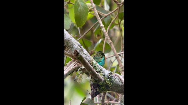 Оранжевогрудая танагра - ML645998936