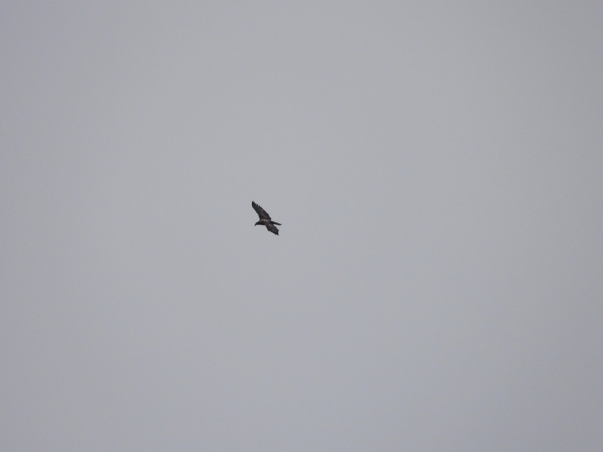 Bald Eagle - ML645998943