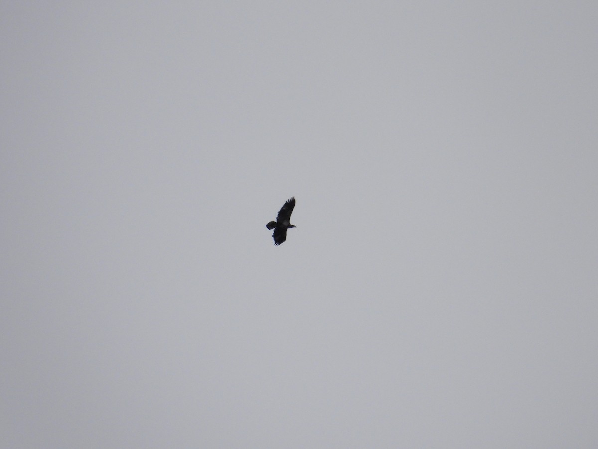 Bald Eagle - ML645998945