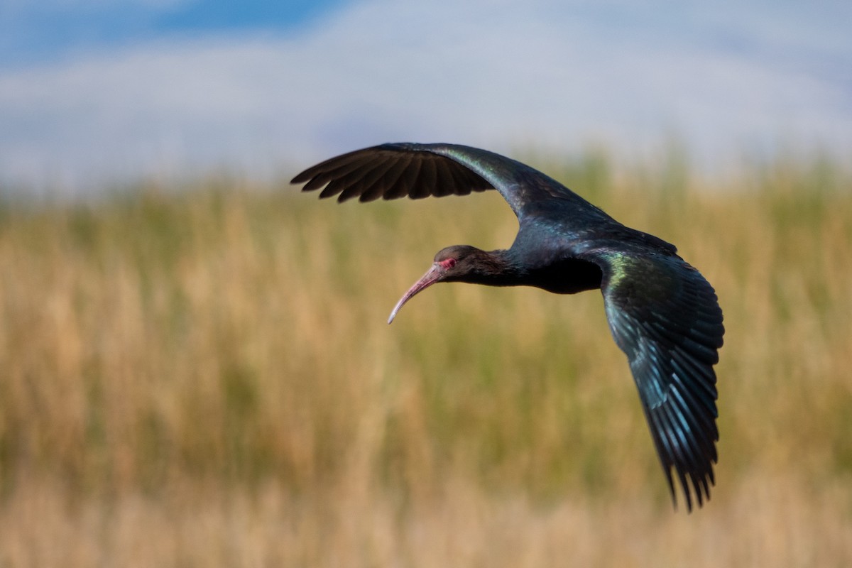 ibis andský - ML645998952