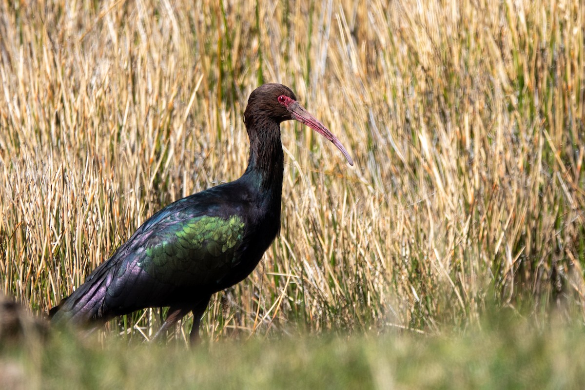 ibis andský - ML645998953