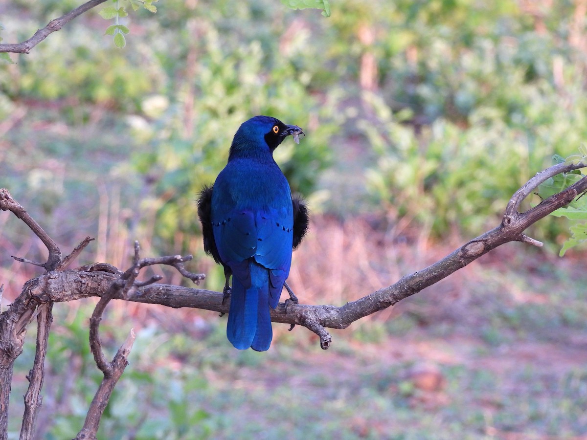 Greater Blue-eared Starling - ML645998964
