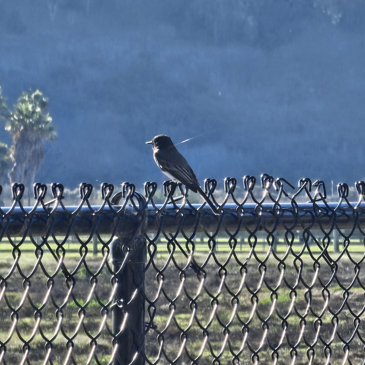 Black Phoebe - ML645998965