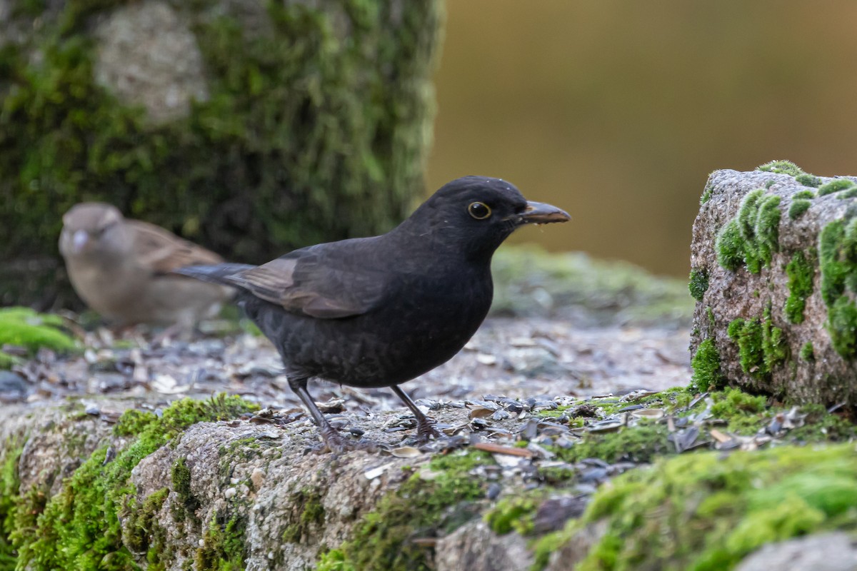 kos černý - ML645998996
