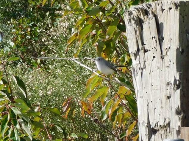 Blue-gray Gnatcatcher - ML645999001