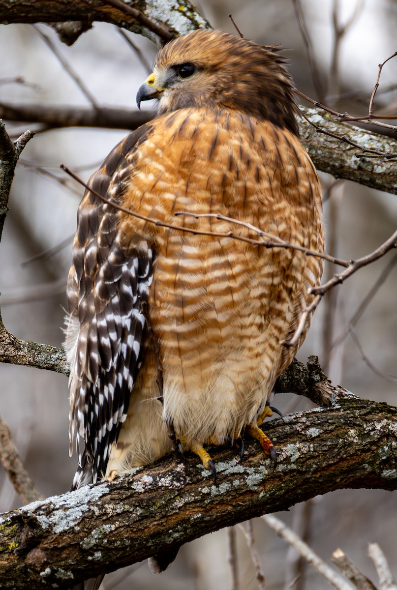 Red-shouldered Hawk - ML645999005