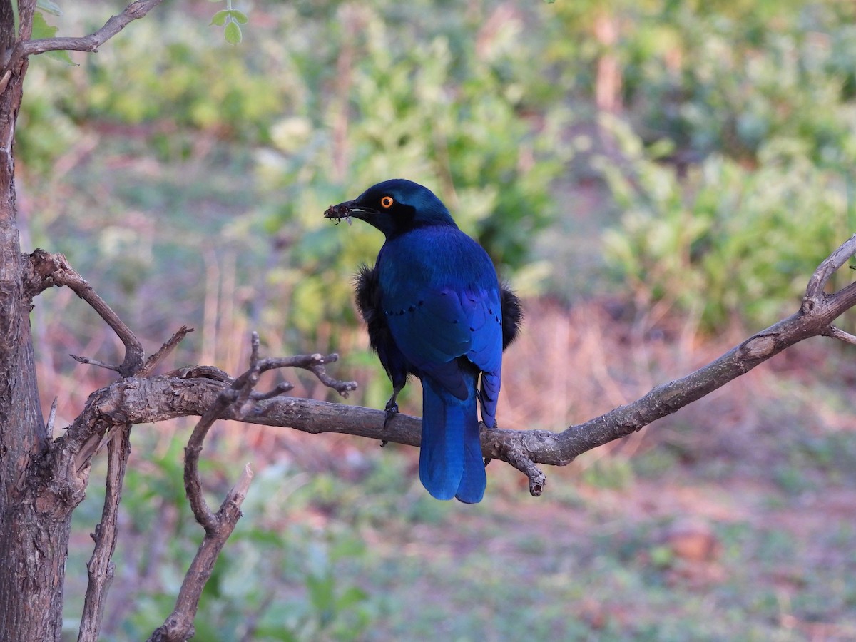 Greater Blue-eared Starling - ML645999008