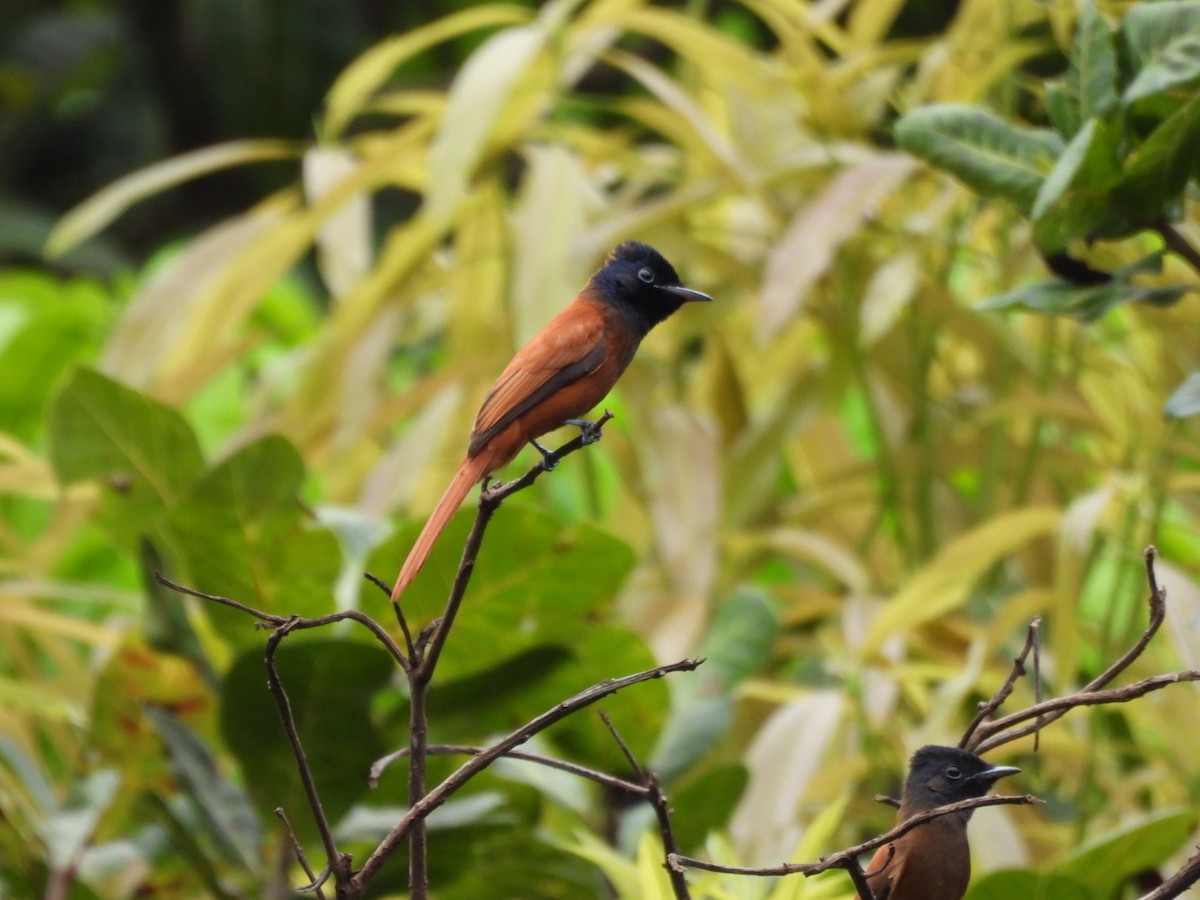 African Paradise-Flycatcher - ML645999015