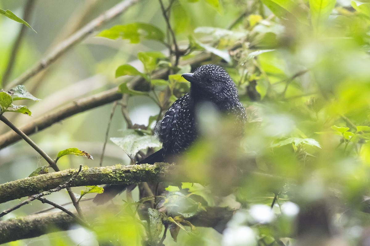 Large-tailed Antshrike - ML645999023