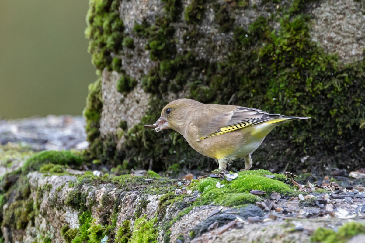 zvonek zelený - ML645999026