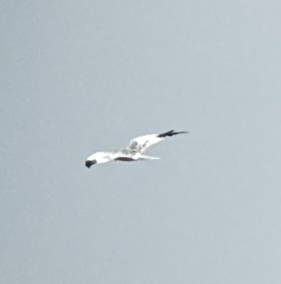 Pallid Harrier - ML645999033