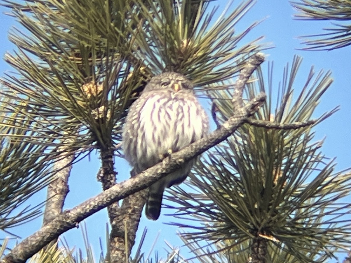 Northern Pygmy-Owl - ML645999039