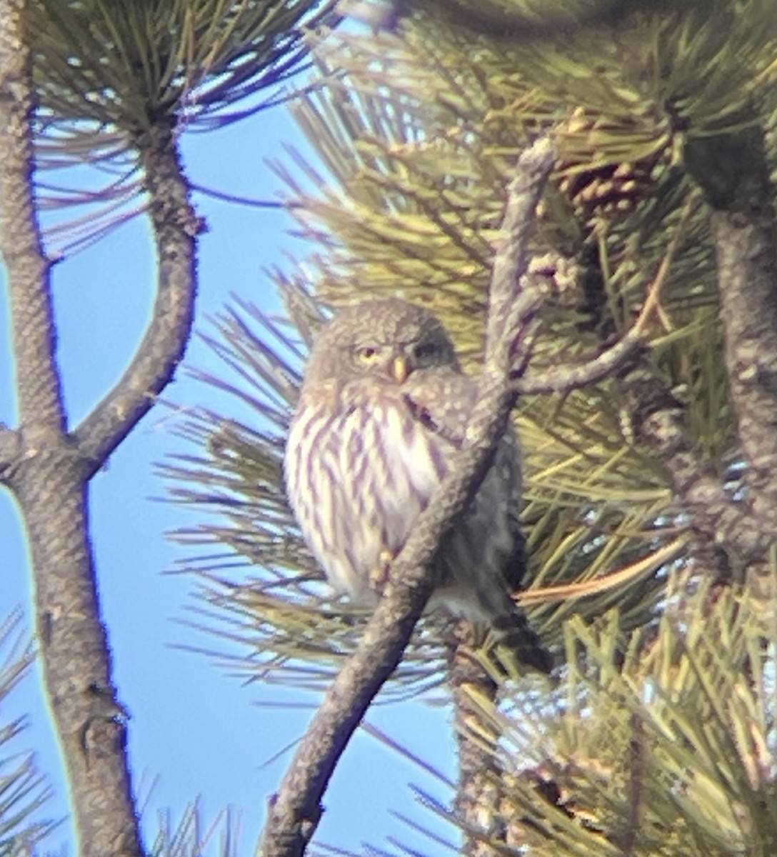 Northern Pygmy-Owl - ML645999040
