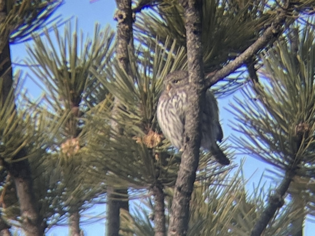 Northern Pygmy-Owl - ML645999041