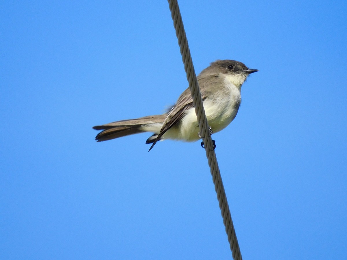 Eastern Phoebe - ML645999044