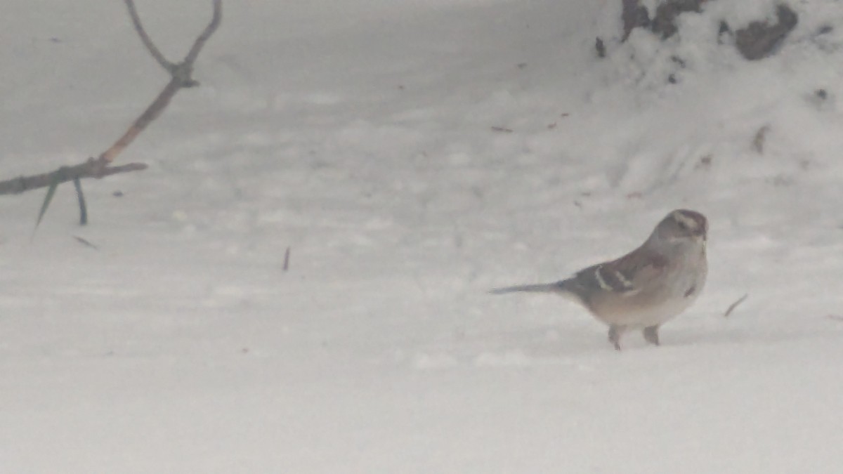 American Tree Sparrow - ML645999050