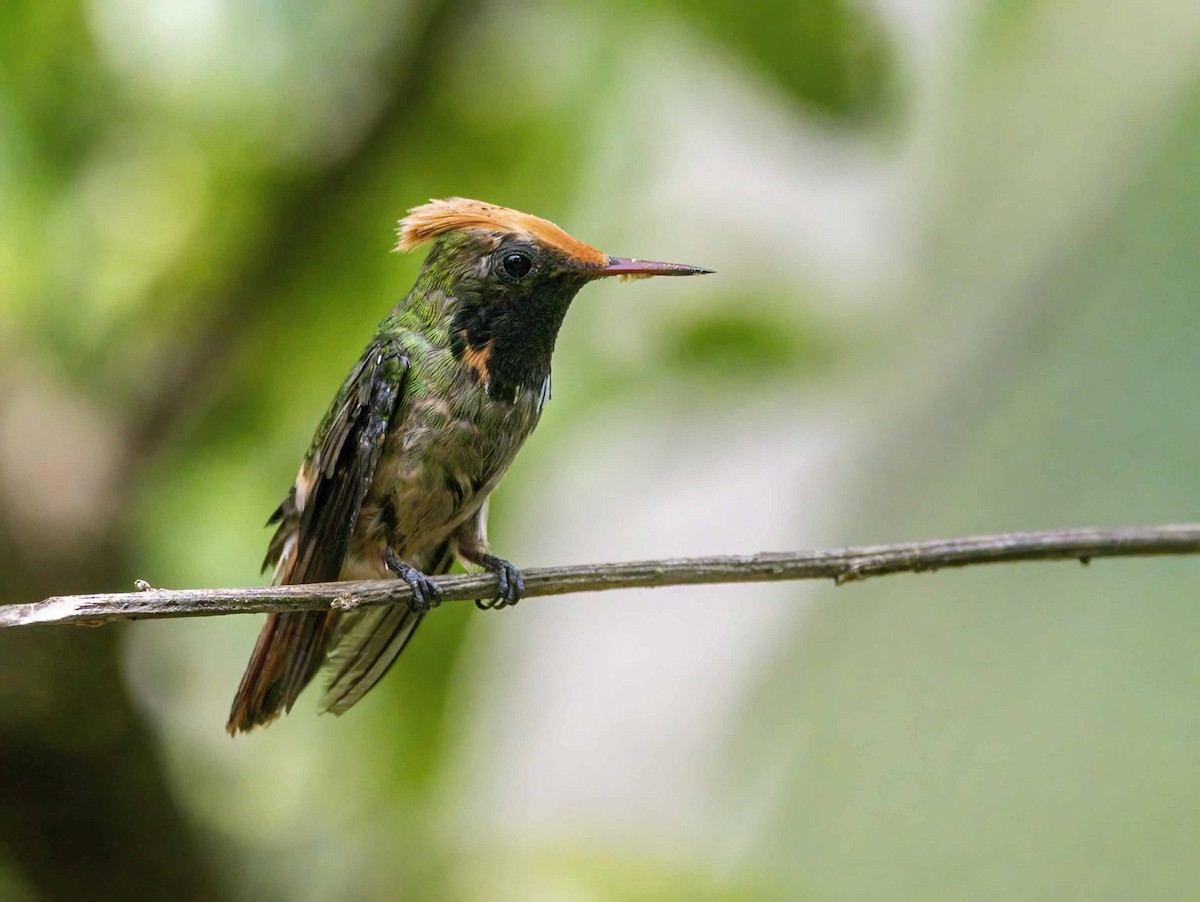 koketka dudkovitá - ML645999051