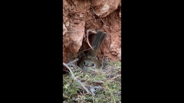 Коричневатый мухолов - ML645999060