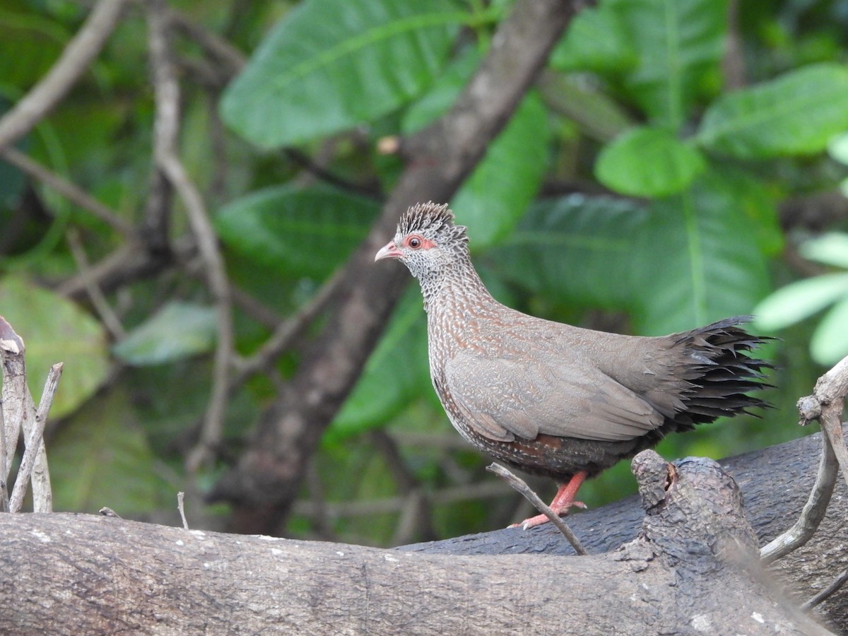 Stone Partridge - ML645999073