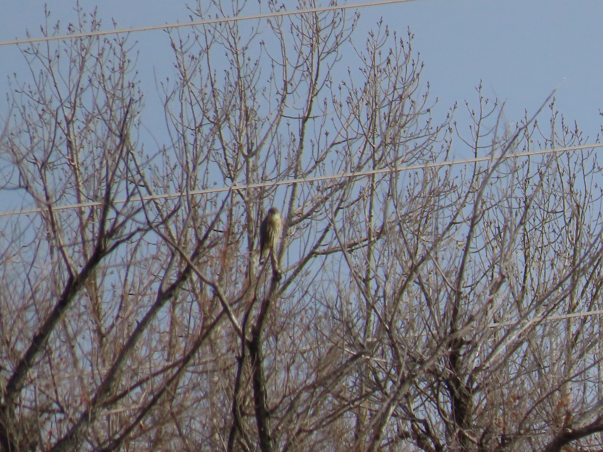 dřemlík tundrový - ML645999080