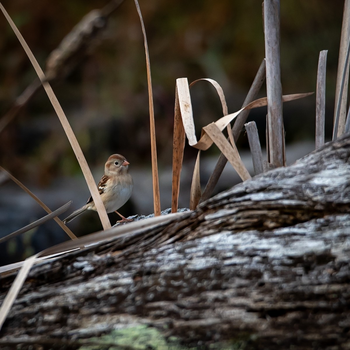 Field Sparrow - ML645999097