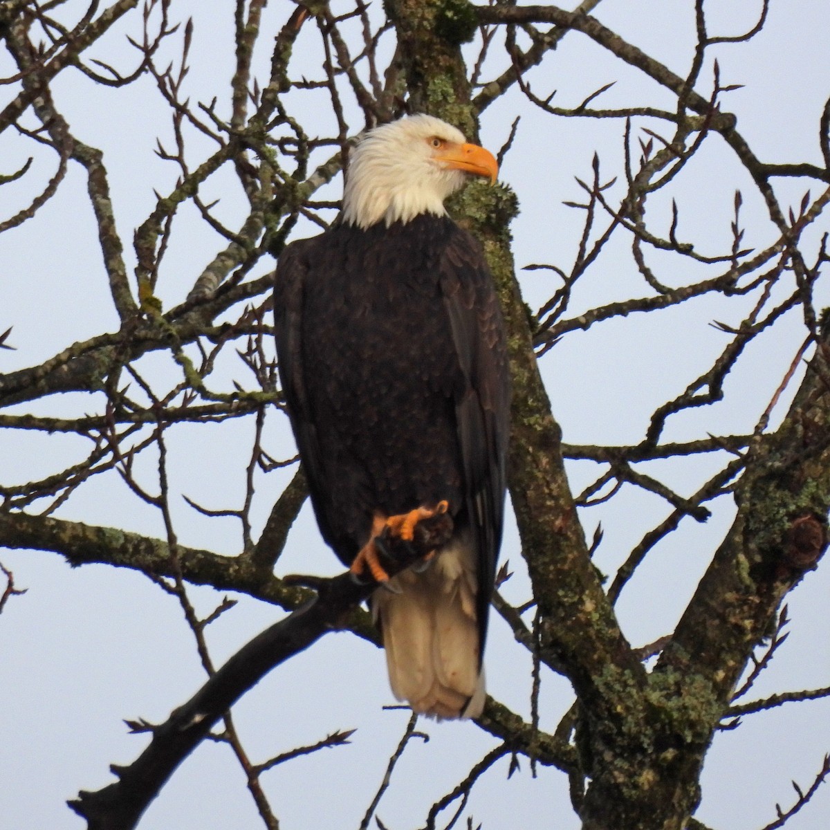 orel bělohlavý - ML645999109