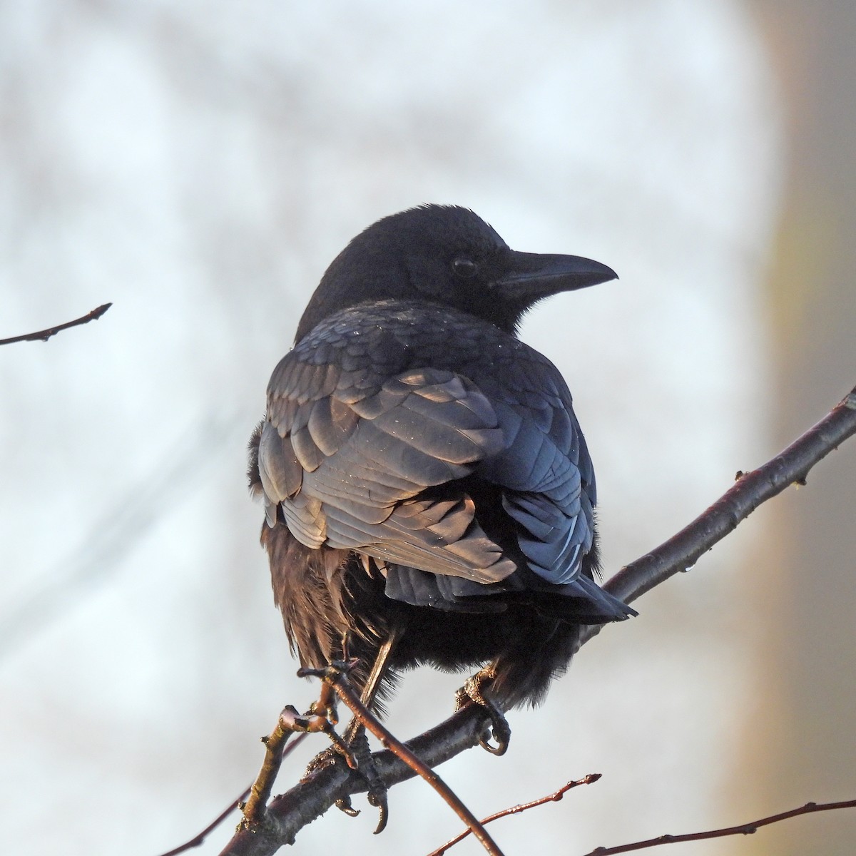 vrána americká - ML645999116