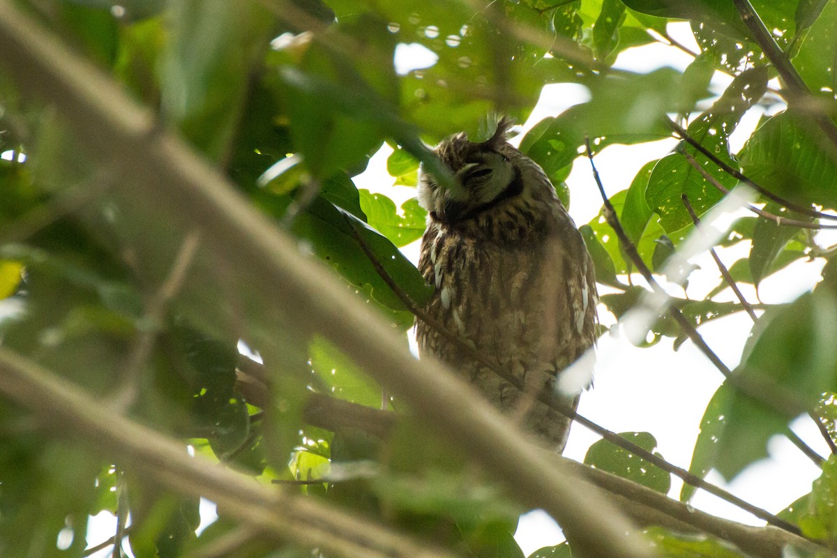 kalous proužkovaný - ML645999118