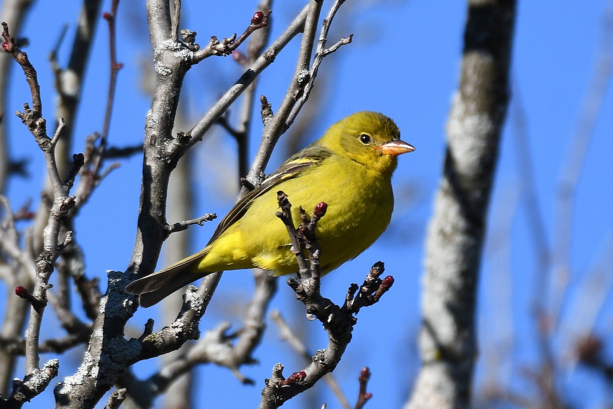 Western Tanager - ML645999119
