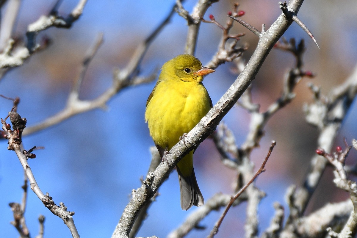 Western Tanager - ML645999120