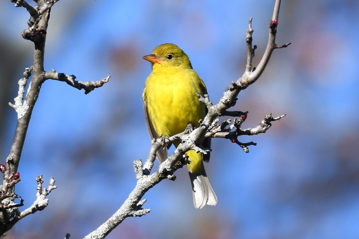 Western Tanager - ML645999121