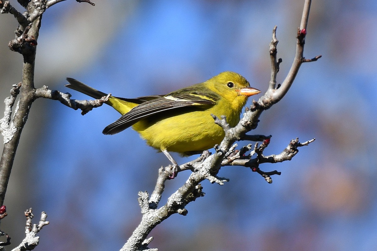 Western Tanager - ML645999122