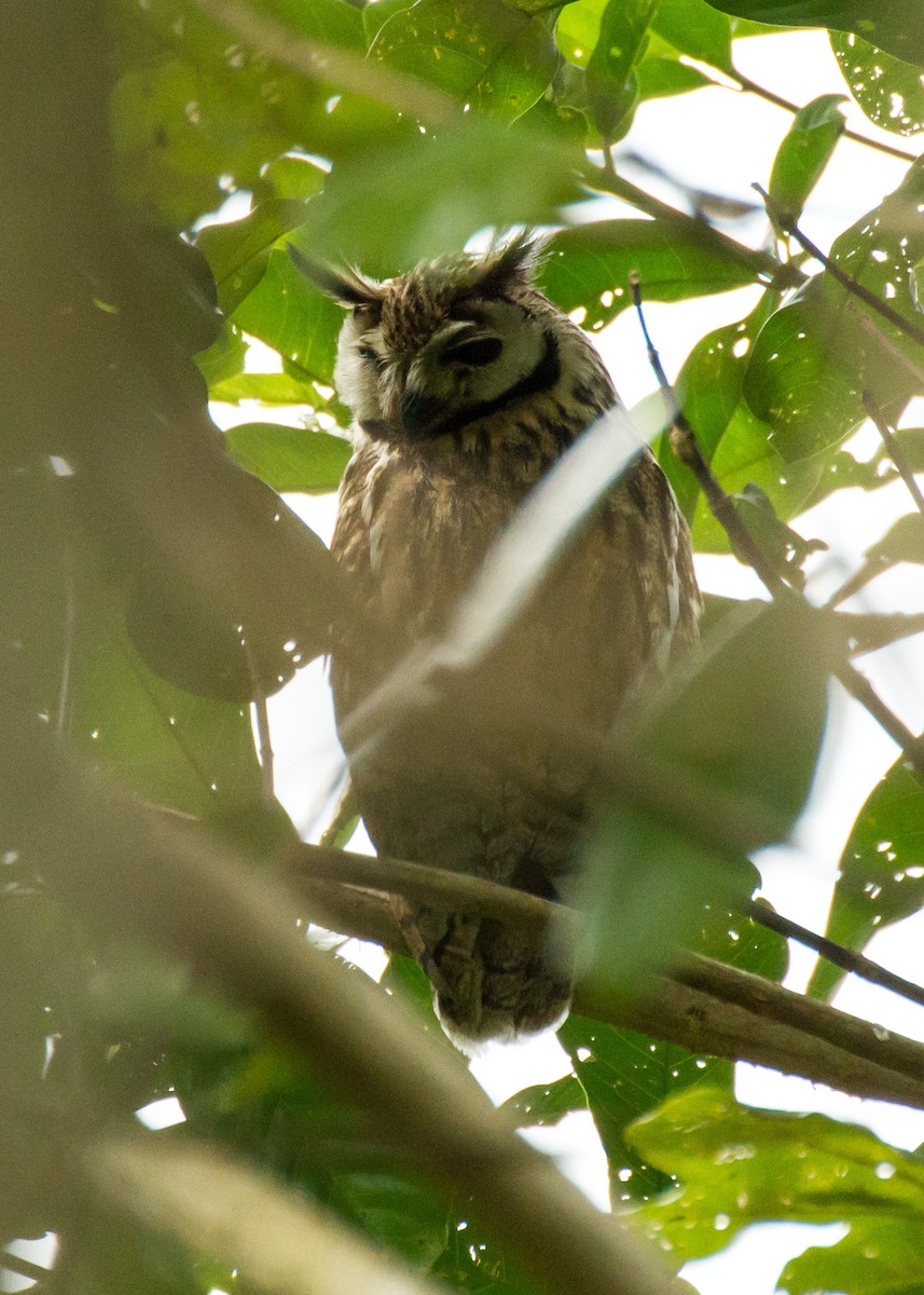 kalous proužkovaný - ML645999123