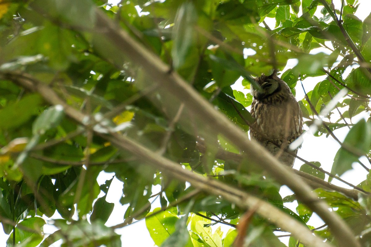 kalous proužkovaný - ML645999124