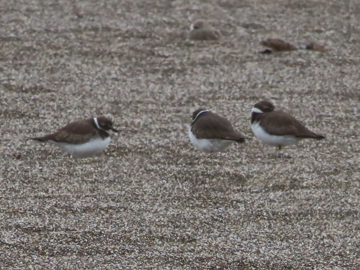 kulík kanadský - ML645999126