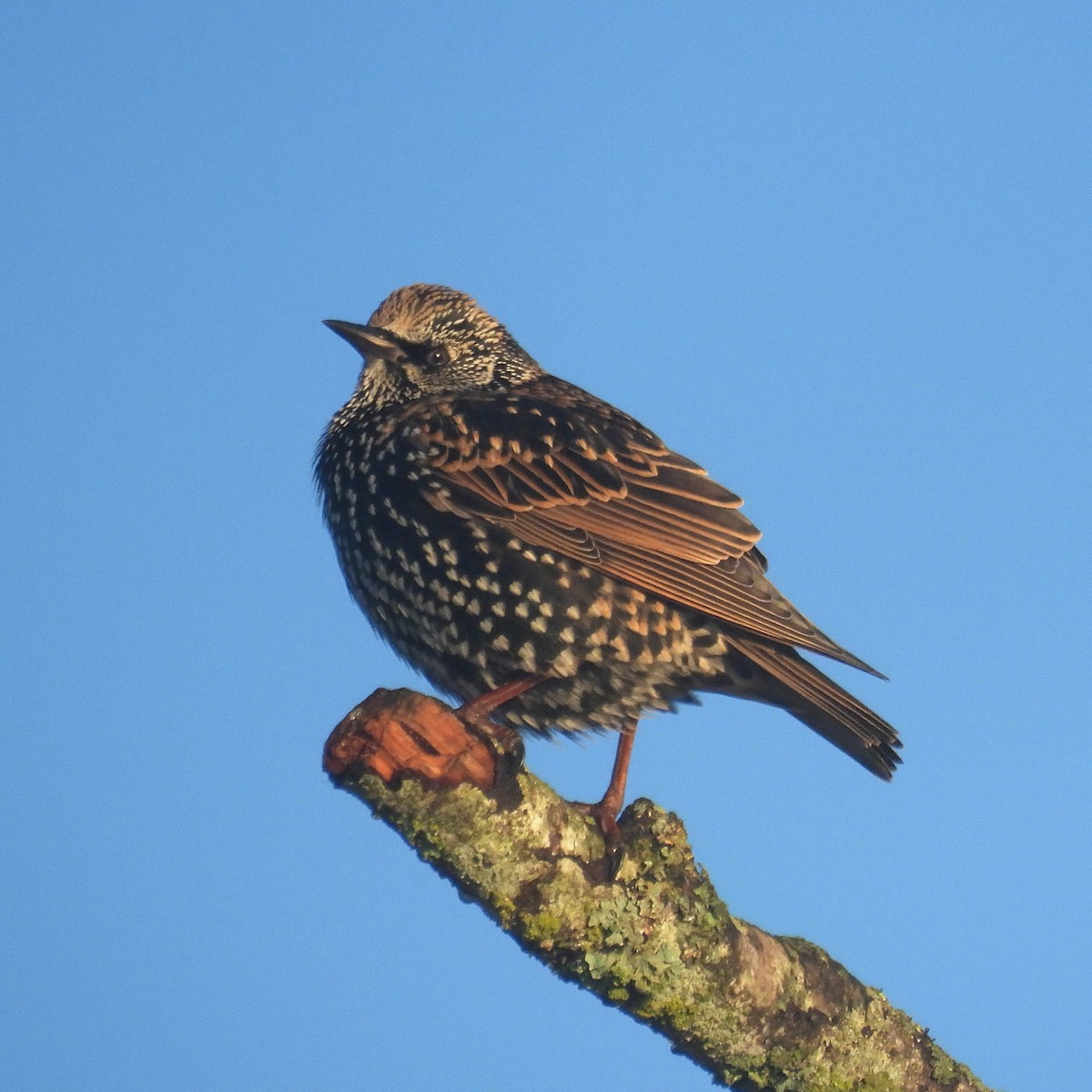 špaček obecný - ML645999128