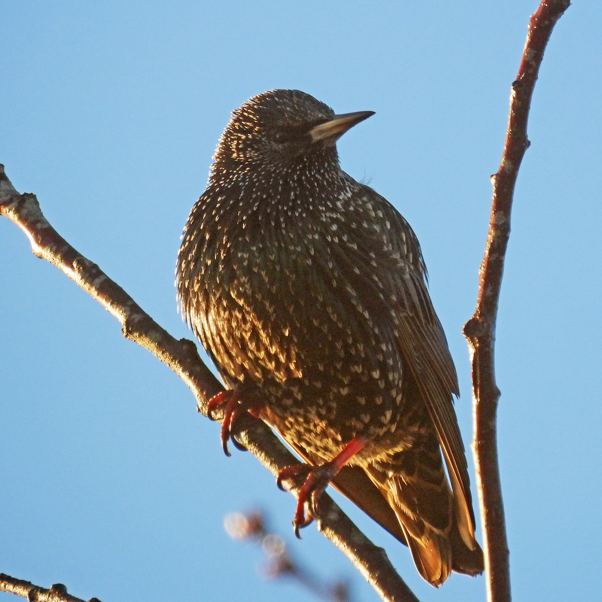 špaček obecný - ML645999130