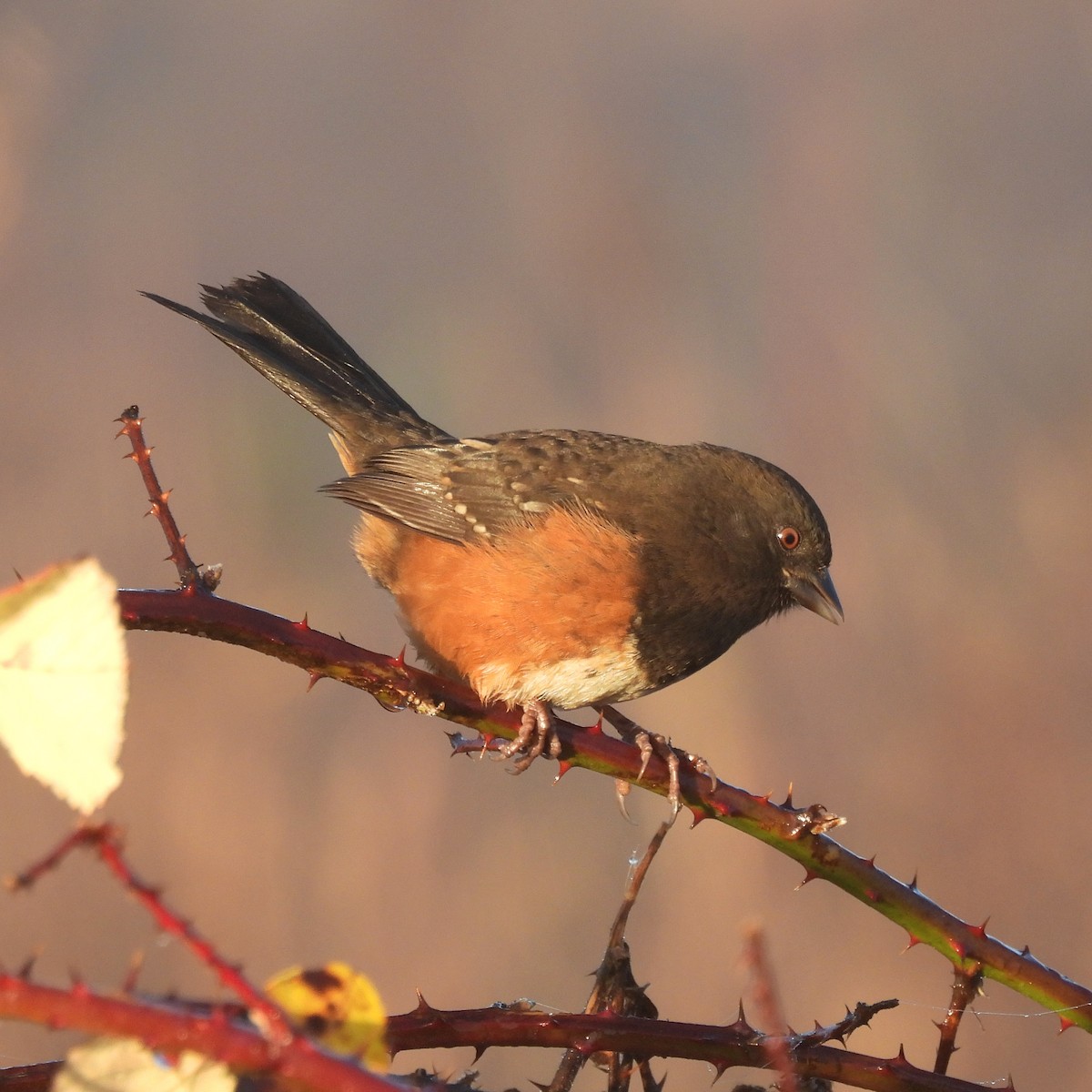 Spotted Towhee - ML645999131