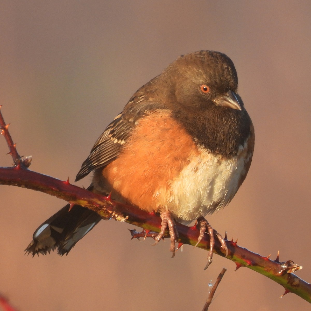 Spotted Towhee - ML645999132