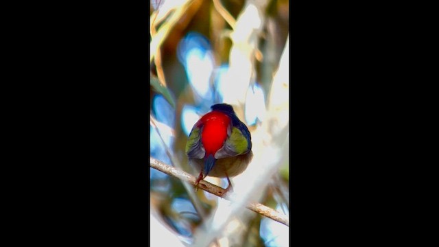 Острохвостый манакин - ML645999133